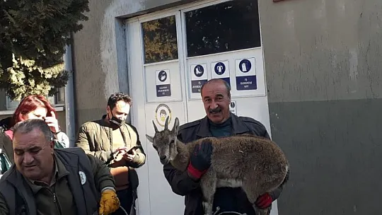 Tedavisi yapılan yavru yaban keçisi tekrar doğaya bırakıldı