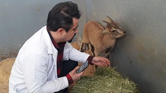Tedavisi yapılan yavru yaban keçisi tekrar doğaya bırakıldı