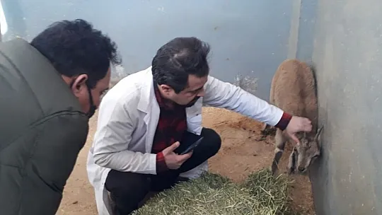 Tedavisi yapılan yavru yaban keçisi tekrar doğaya bırakıldı