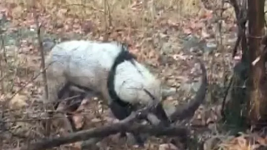 Tellere takılan dağ keçisi kurtarıldı