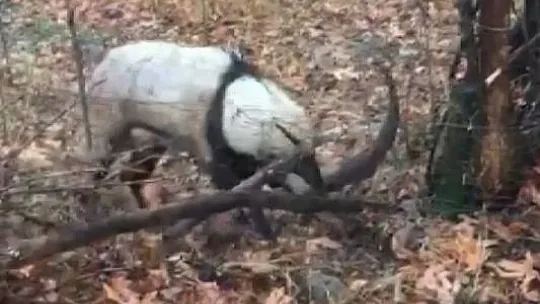 Tellere takılan dağ keçisi kurtarıldı