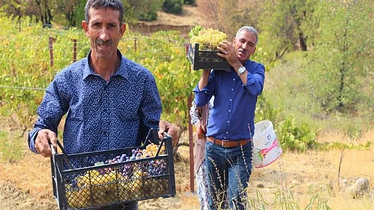 Terörden temizlenen bölgeler çiftçinin yüzünü güldürüyor