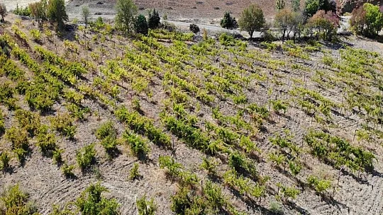Terörden temizlenen bölgeler çiftçinin yüzünü güldürüyor