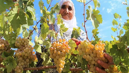 Terörden temizlenen bölgeler çiftçinin yüzünü güldürüyor