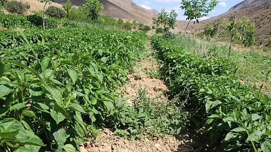 Celayir: Lezzeti ve kalitesi ülke sınırlarını aştı