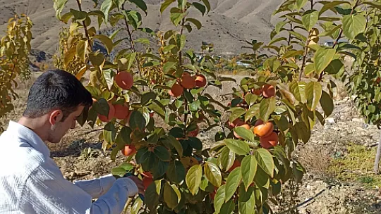 Yetiştirilen hurmalar, Elazığ ve çevre illere gönderiliyor