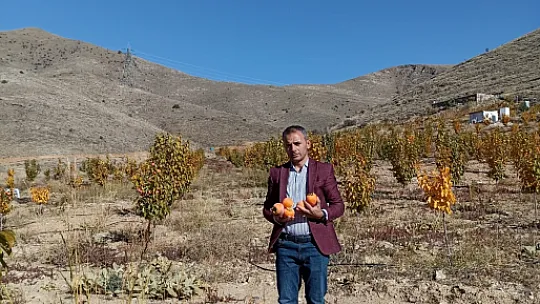 Yetiştirilen hurmalar, Elazığ ve çevre illere gönderiliyor