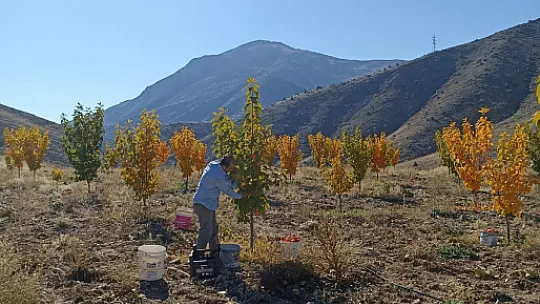 Yetiştirilen hurmalar, Elazığ ve çevre illere gönderiliyor