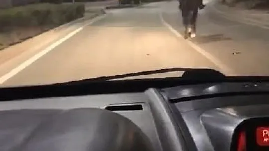 Atla yarışan sürücünün videosu sosyal medyada beğeni topladı