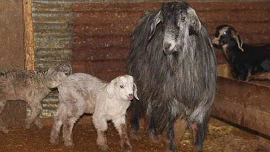 Bir tane beklerken, 3 tane oldu