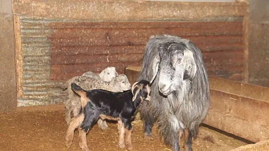 Bir tane beklerken, 3 tane oldu