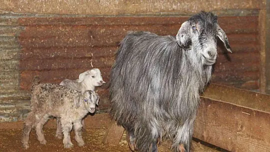 Bir tane beklerken, 3 tane oldu