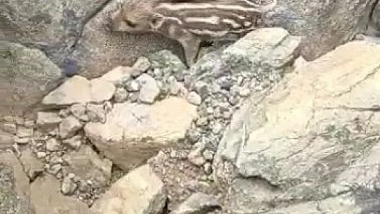 Yaban domuzu ile diyaloğu kahkahaya boğdu