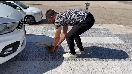 Yaralı baykuş için vatandaşlar seferber oldu