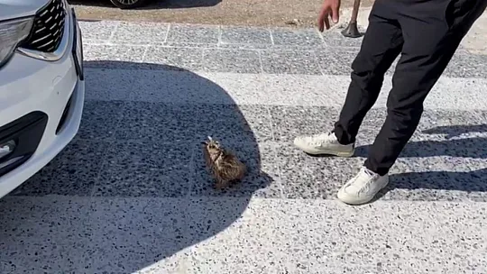 Yaralı baykuş için vatandaşlar seferber oldu