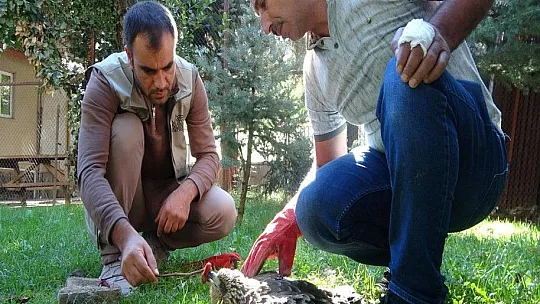 Yaralı bulunan kızıl şahin tedavi altına alındı