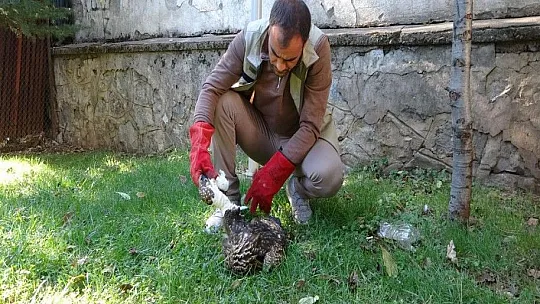 Yaralı bulunan kızıl şahin tedavi altına alındı