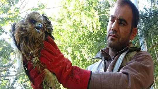 Yaralı bulunan kızıl şahin tedavi altına alındı