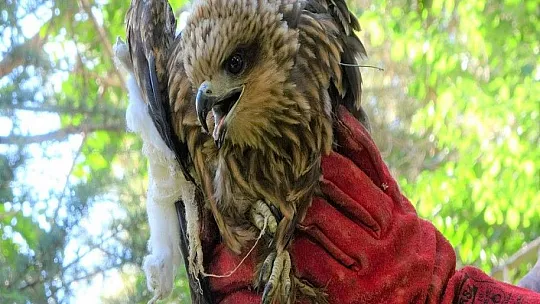 Yaralı bulunan kızıl şahin tedavi altına alındı
