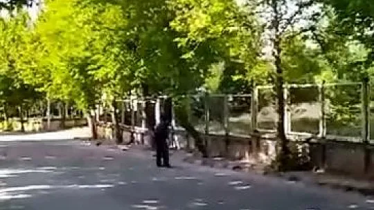 Yavrularını korumak isteyen kargalar vatandaşa zor anlar yaşattı