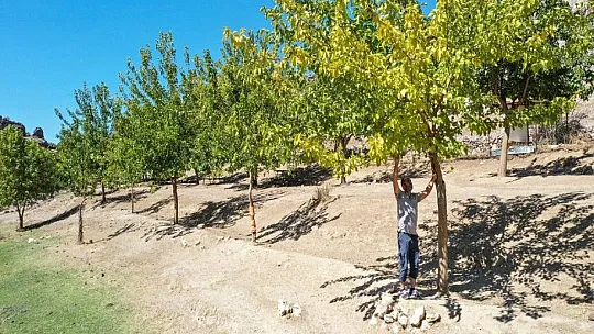 Yeşile olan tutkusu çorak araziyi 23 yılda yeşil kuşağa dönüştürdü