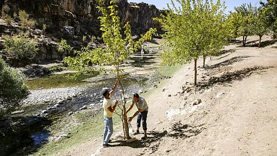 Yeşile olan tutkusu çorak araziyi 23 yılda yeşil kuşağa dönüştürdü