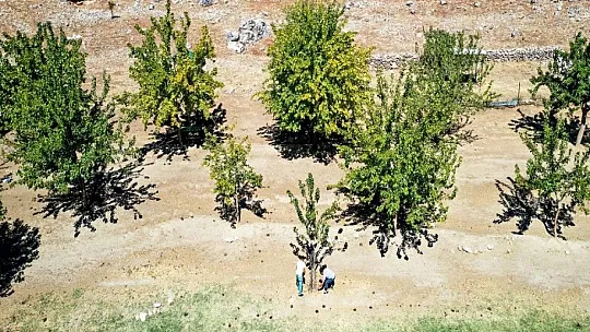 Yeşile olan tutkusu çorak araziyi 23 yılda yeşil kuşağa dönüştürdü