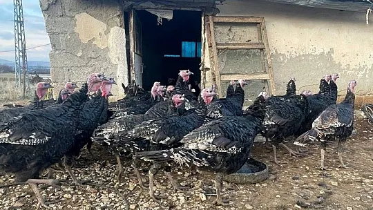 Yılbaşı öncesi Elazığ'dan yurt dışına 15 bin hindi