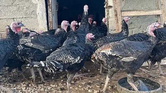 Yılbaşı öncesi Elazığ'dan yurt dışına 15 bin hindi