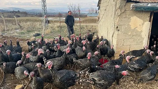Yılbaşı öncesi Elazığ'dan yurt dışına 15 bin hindi