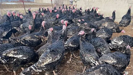 Yılbaşı öncesi Elazığ'dan yurt dışına 15 bin hindi