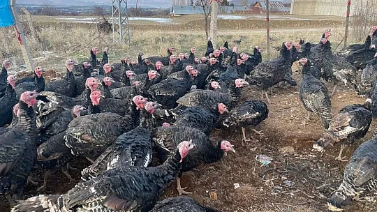 Yılbaşı öncesi Elazığ'dan yurt dışına 15 bin hindi