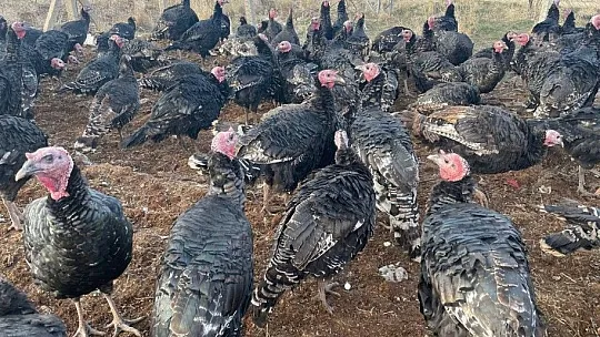 Yılbaşı öncesi Elazığ'dan yurt dışına 15 bin hindi