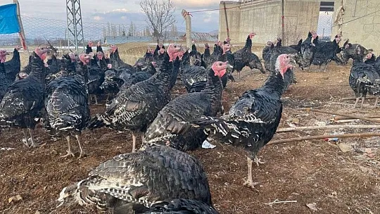Yılbaşı öncesi Elazığ'dan yurt dışına 15 bin hindi