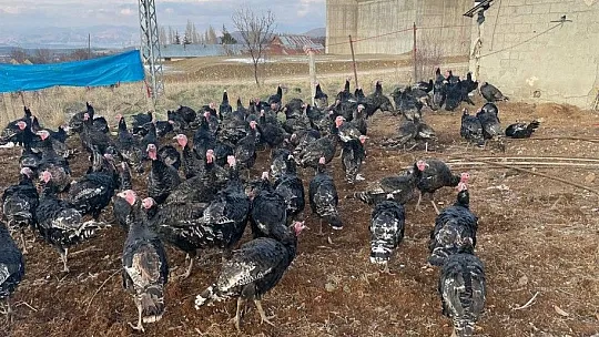 Yılbaşı öncesi Elazığ'dan yurt dışına 15 bin hindi