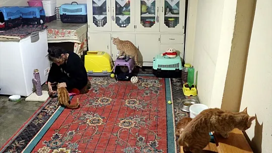 Yıllardır evini paylaştığı 45 kediye engelli maaşıyla bakıyor