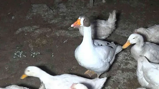 Yolda bularak 'Mamoş' ismini verdiği kazı sahibine teslim etti