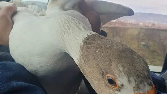 Yolda bularak 'Mamoş' ismini verdiği kazı sahibine teslim etti
