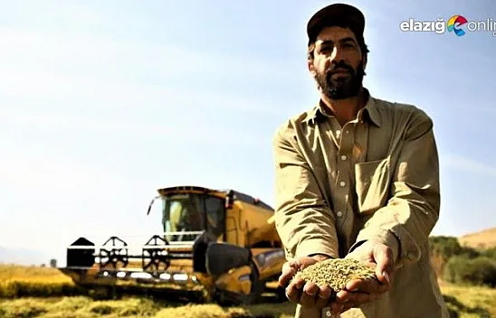 150 gün suyun içinde yetişen pirinçte hasat zamanı