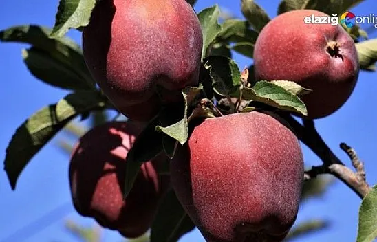 Bir çok tarım ürünü ile ön plana çıkan Elazığ'da, kırmızı elmanın hasadı başladı