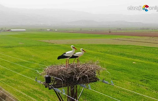 Yurtbaşı'nın 60 yıllık misafirleri bu yılda geldi