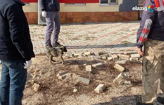 Bacağı kırık köpek jandarma tarafından tedavi altına alındı