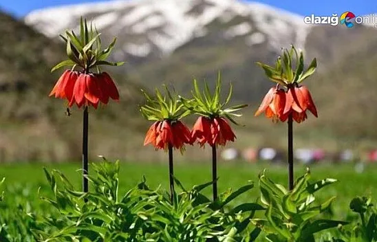 Baharın habercisi ilk cemre havaya düştü