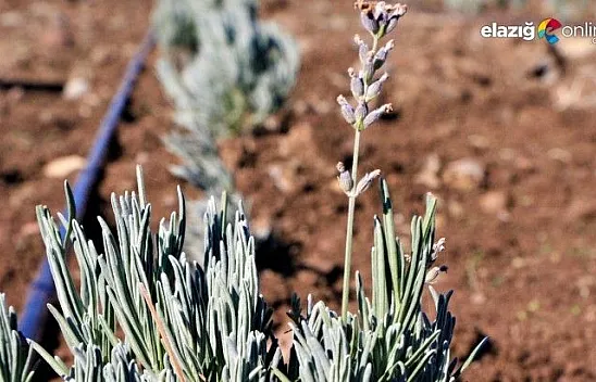 Doğu Anadolu Bölgesi'nin en büyük lavanta bahçesi Elazığ'da kuruldu
