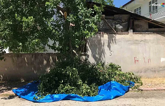 Elazığ'da ağaçtan düşen adam ağır yaralandı