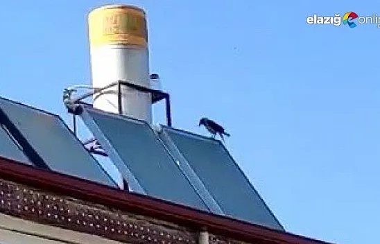 Allah diye bağıran karga görenleri hayretler içinde bıraktı