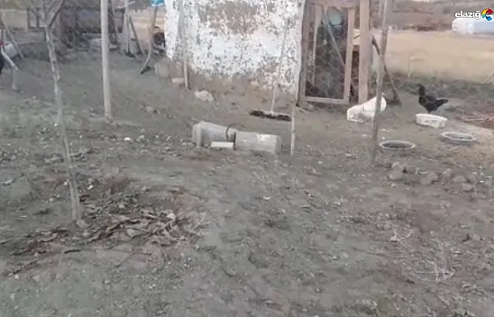 Elazığ'da köpekler kümese girdi, 37 tavuğu telef etti