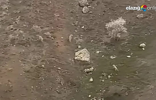 Maden'de kurt sürüsü kameralara yansıdı