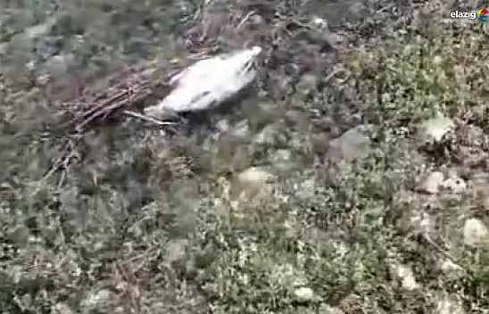 Ağın'daki martı ölümlerinin nedeni ortaya çıktı