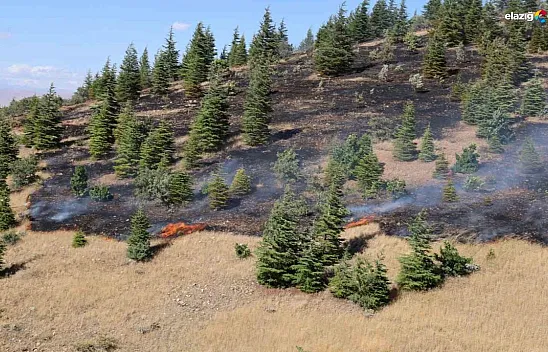 20 dönüm ekili alan tamamen kül oldu